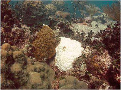 Editorial: Variance matters: Individual differences and their consequences for natural selection within and among coral holobionts